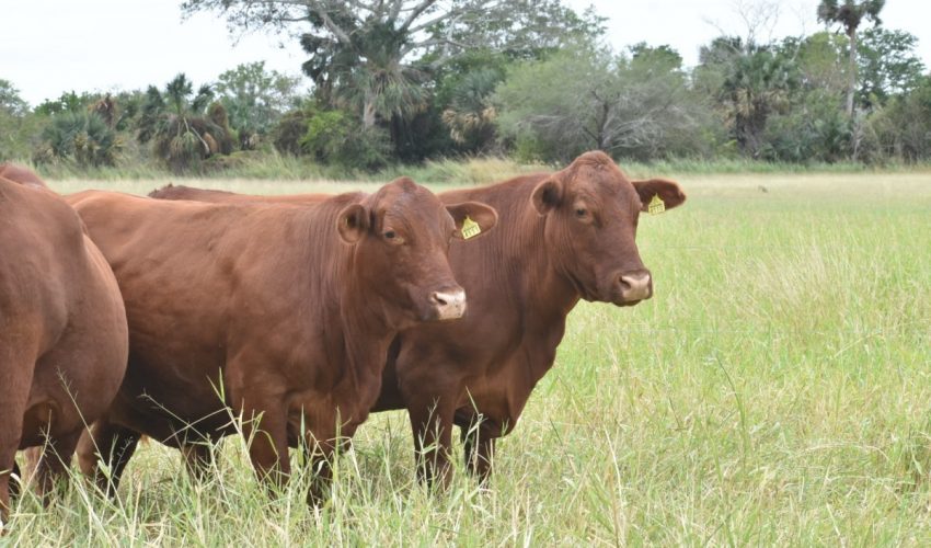 Convocan a ganaderos a registro de fierros y marcas de identificación del ganado