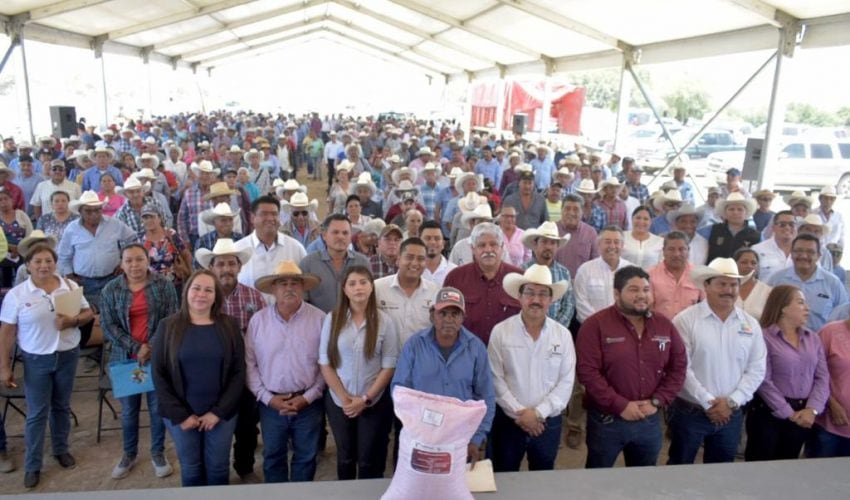 Arranca la entrega de semilla de maíz en el Altiplano Tamaulipeco