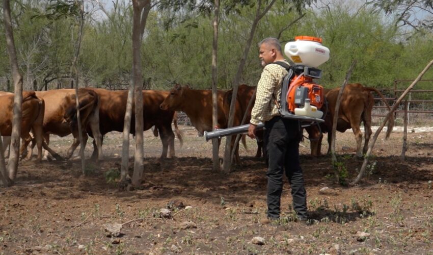 Intensifica Tamaulipas acciones de control en predios afectados por gusano barrenador