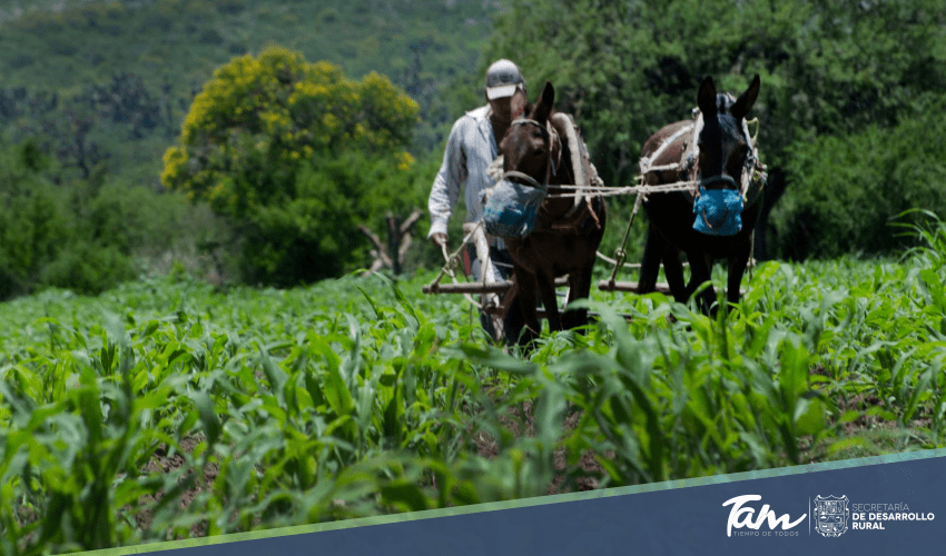 Gobierno del Estado seguirá firme apoyando al Sector Agrícola