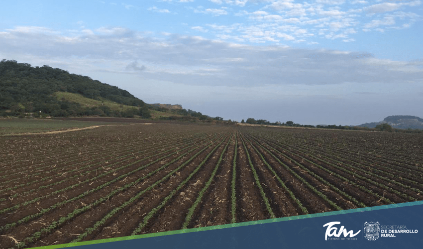 Agricultores de Altamira esperan buena cosecha de soya