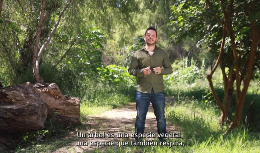 Efeméride – Día Mundial del Árbol