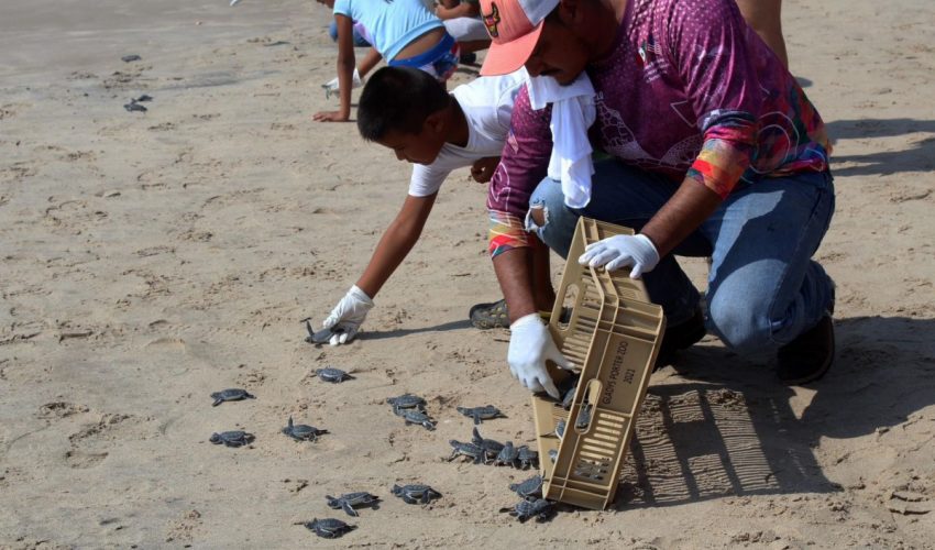 Reciben infantes útiles escolares y apoyan liberación de crías de tortugas marinas en Tamaulipas