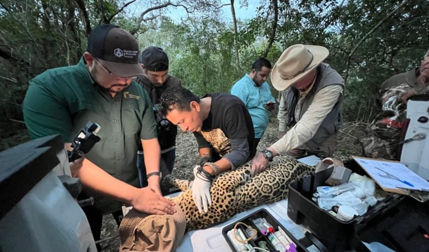 Impulsa Tamaulipas conservación del jaguar con estaciones de fototrampeo