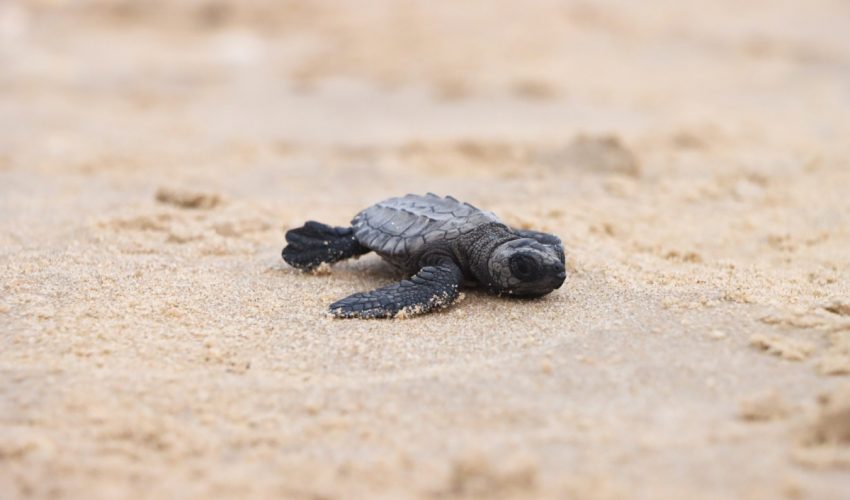 Prepara Comisión de Parques liberación de crías de tortuga lora en playas tamaulipecas