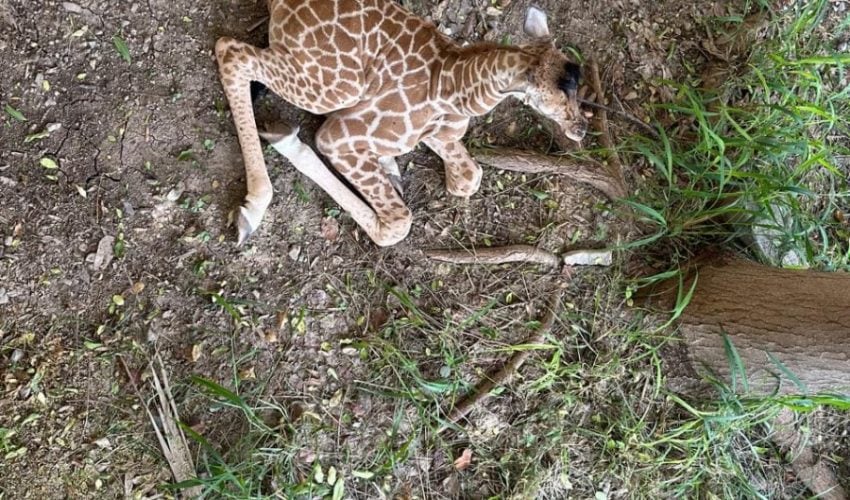 Nace jirafa en el zoológico Tamatán