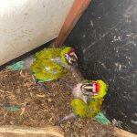 Nacen en Zoológico Tamatán dos polluelos de Guacamaya Verde del Golfo: CPBT