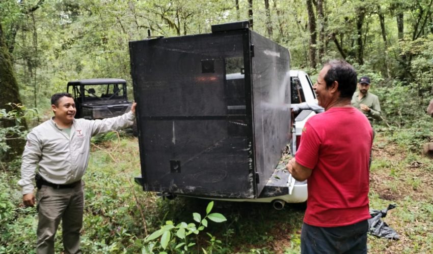 Arranca Comisión de Parques monitoreo del oso negro americano en Tamaulipas