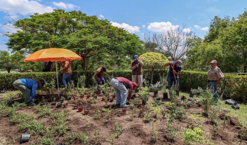 Transforma la Comisión de Parques al Museo Tamux en jardín polinizador