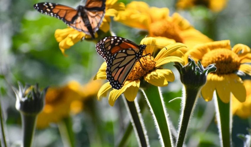 Invertirá Tamaulipas en la protección del hábitat de la mariposa monarca: CPBT