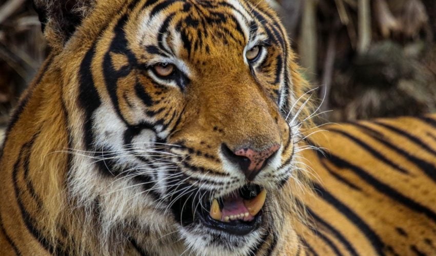 Trasladarán al Zoológico Tamatán al tigre localizado en Reynosa