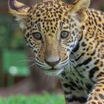 Canalizará Comisión de Parques cachorros de jaguar donados a la Biósfera El Cielo