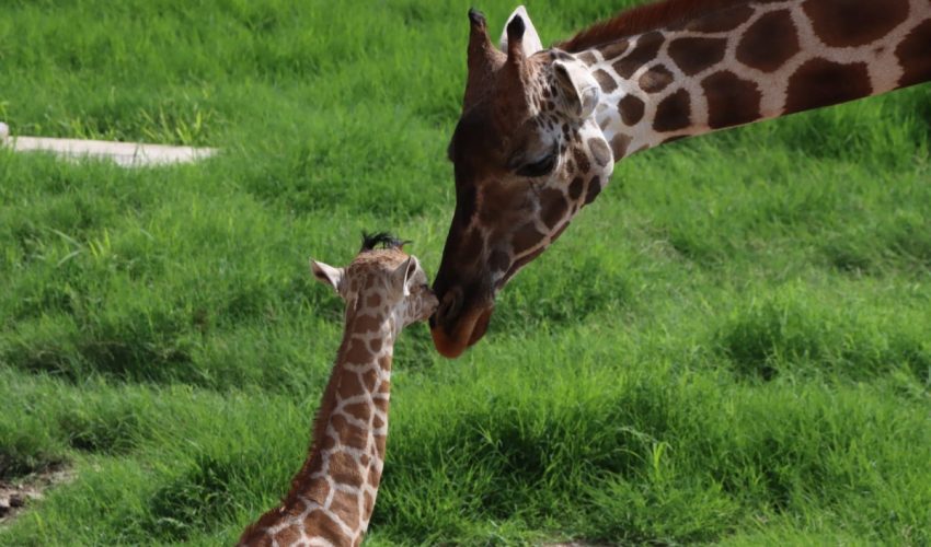 Convocan a elegir nombre para  jirafa macho del Zoológico Tamatán