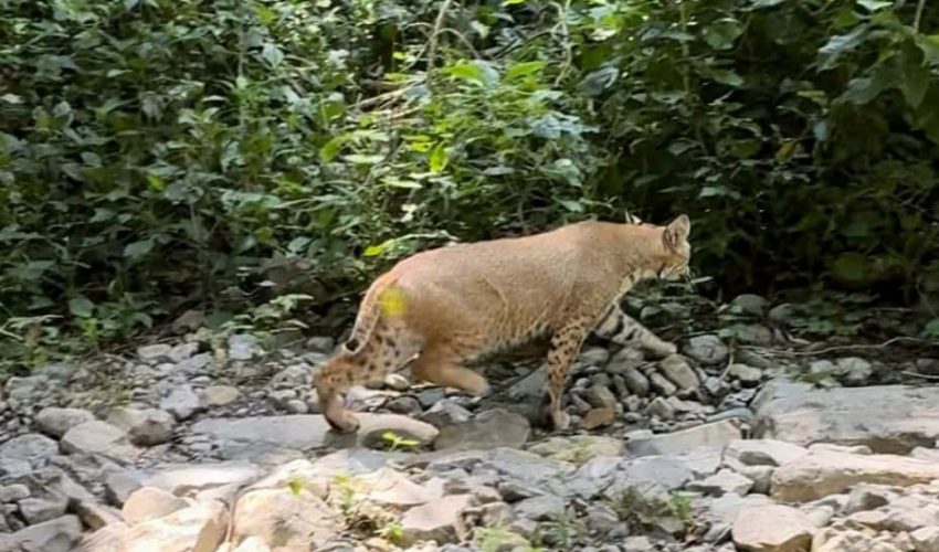 Libera la Comisión de Parques búhos, linces, ocelote y osezna