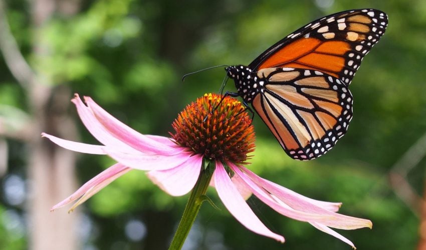 Es Tamaulipas, clave para conservación de ecosistemas y mariposa monarca: Especialistas