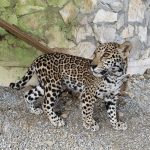 Llegan cachorros de jaguar al Parque Ecológico Biósfera El Cielo