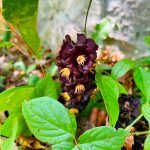 Fortalece Tamaulipas conservación de la Mariposa Monarca con participación en el Blitz Monarca 2026