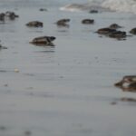 Mantiene Tamaulipas acciones de conservación de tortuga lora durante la recta final de la temporada