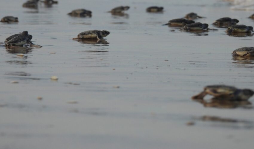 Mantiene Tamaulipas acciones de conservación de tortuga lora durante la recta final de la temporada