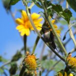 Protege Tamaulipas rutas naturales del colibrí de garganta rubí