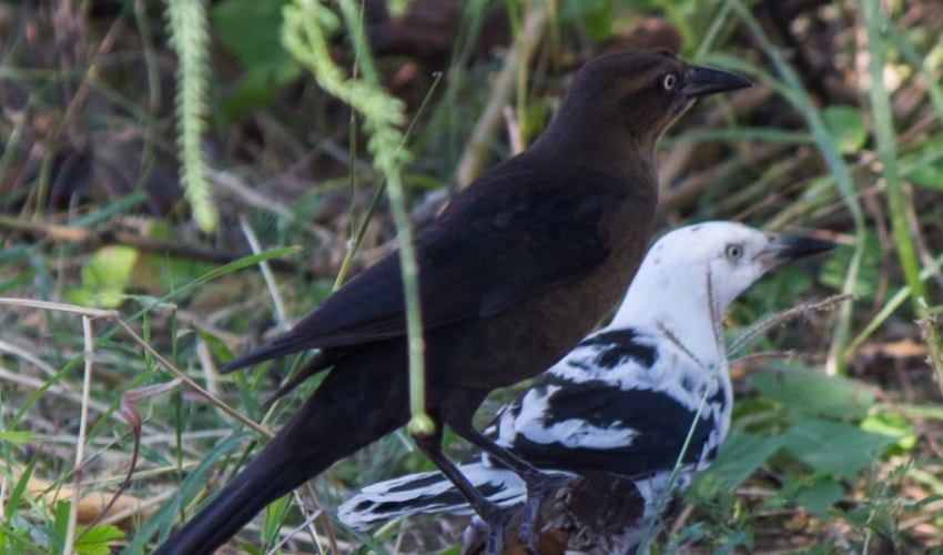 Contribuye Gobierno de Tamaulipas en investigación de anormalidades pigmentarias de aves.