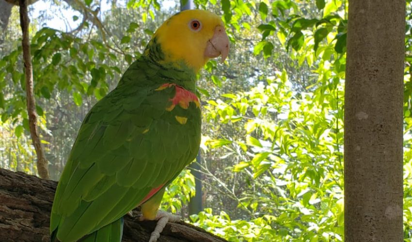 El Loro Cabeza Amarilla está en peligro.