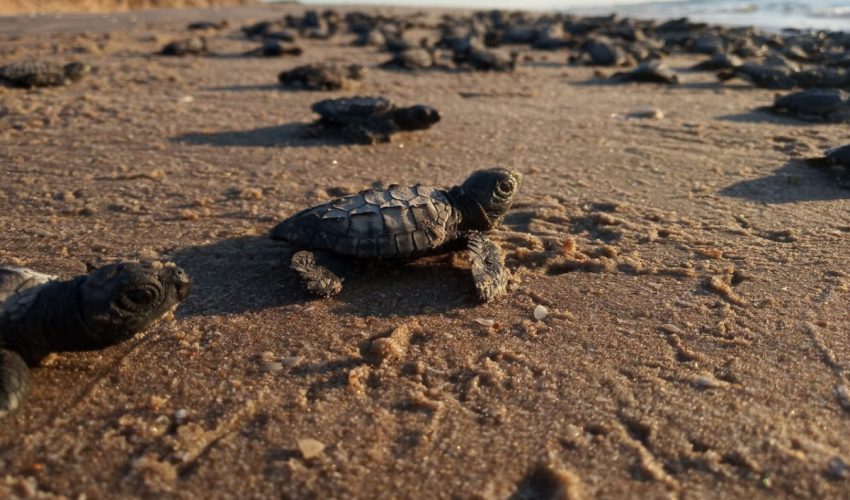 Despide Tamaulipas a la Tortuga Lora