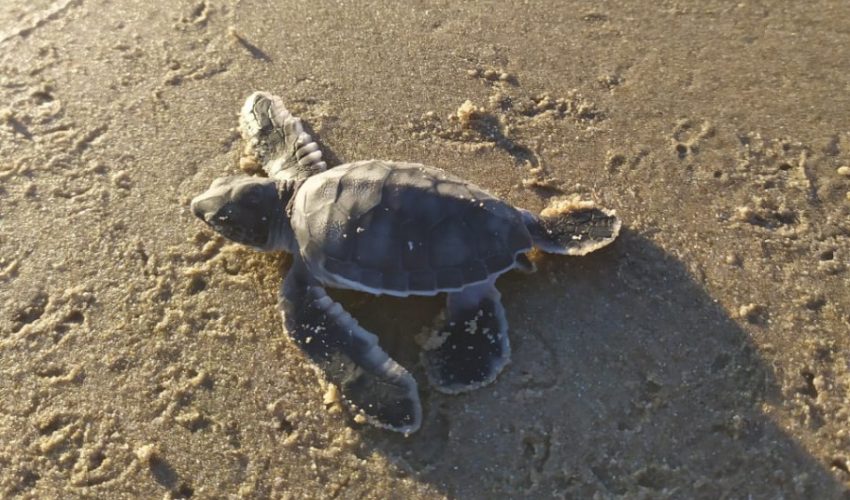 Tortuga Verde anida en playas tamaulipecas.