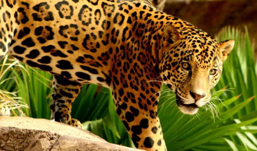 Tamaulipas: hábitat de las 6 especies de felinos que existen en México