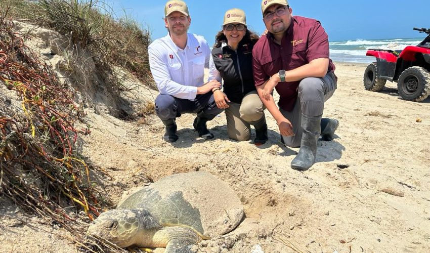 Fructifica trabajo del Gobierno de Tamaulipas para la conservación de la tortuga lora