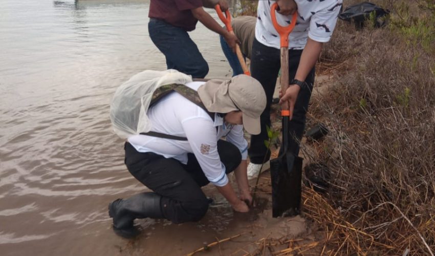 Gobierno de Tamaulipas reforesta literal costero con 8 mil plántulas de mangle