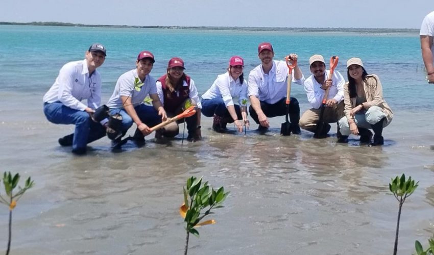 Reforesta SEDUMA con mangle playa La Pesca