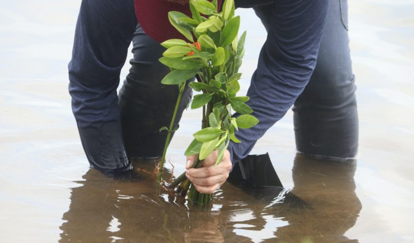 Reforesta SEDUMA manglar en litoral tamaulipeco