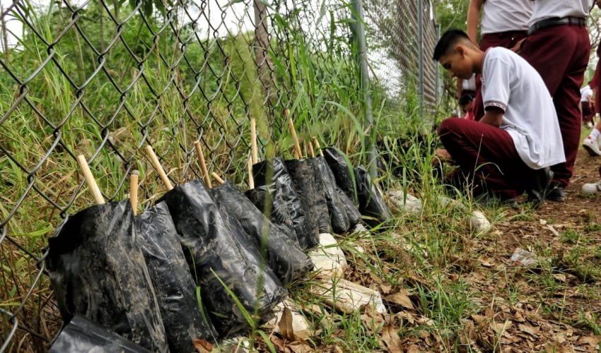 Germinan viveros de árboles nativos en escuelas de Tamaulipas