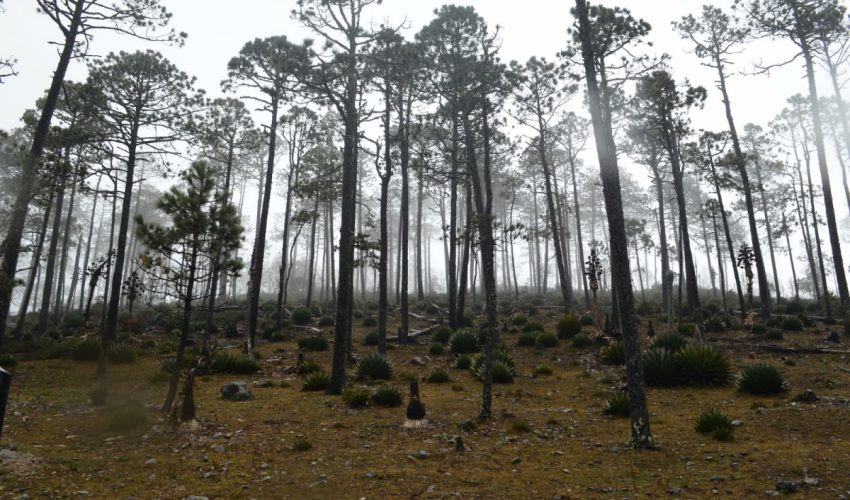 Fortalece Tamaulipas medidas para proteger reservas naturales