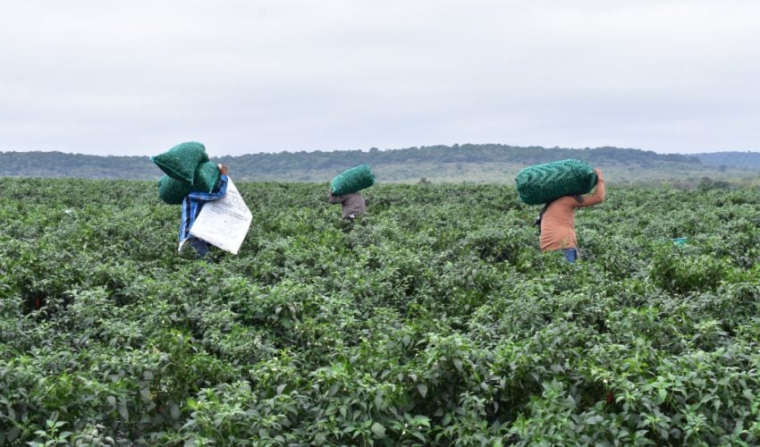 Gobierno de Tamaulipas se mantiene atento a salud de trabajadores ubicados en granjas de Canadá