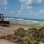 Contribuye Turismo con maquinaria para limpieza de lirio en playa Miramar