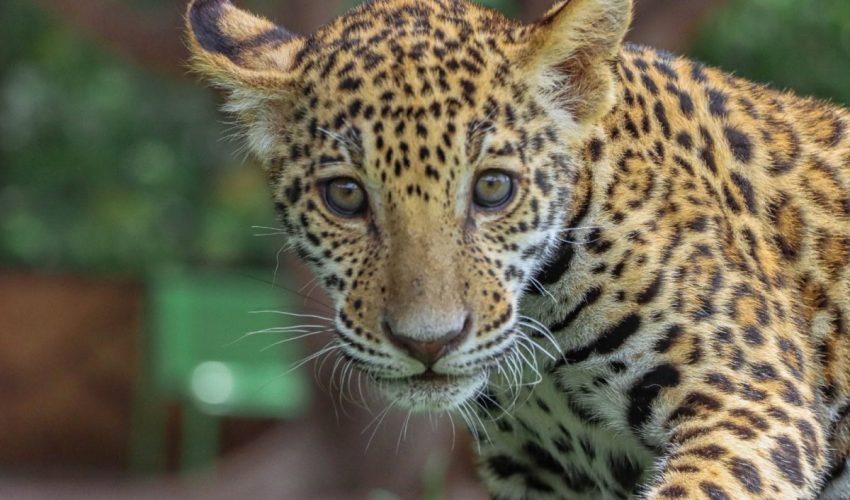 Canalizará Comisión de Parques cachorros de jaguar donados a la Biósfera El Cielo