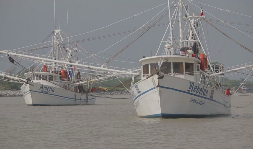 Es flota camaronera tamaulipeca, la más grande del Golfo de México