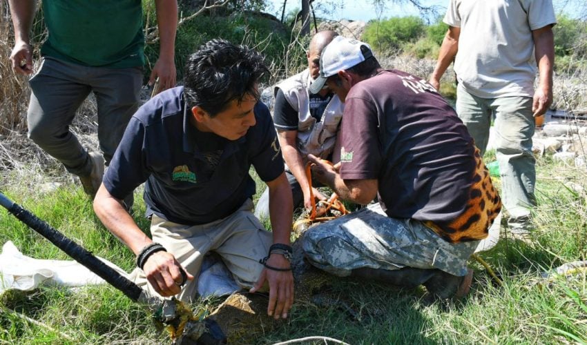 Rescata Comisión de Parques cocodrilo en ejido El Olmo