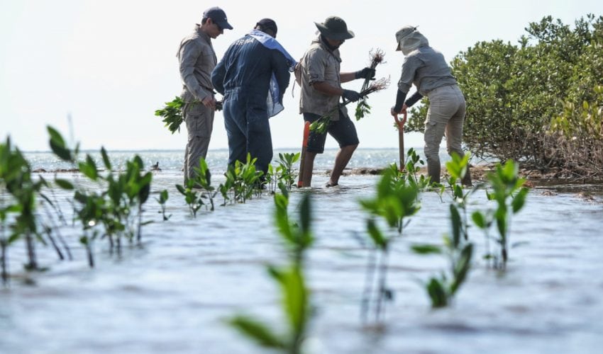 Transforma SEDUMA costas de Tamaulipas; avanza reforestación de mangle