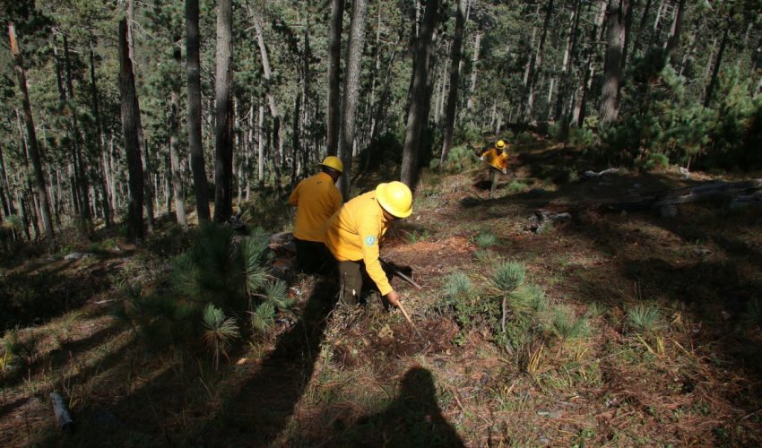 Fortalece SEDUMA proyectos de prevención de incendios y reforestación
