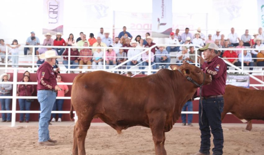 Prepara Desarrollo Rural de Tamaulipas Segundo Concurso del Novillo Gordo