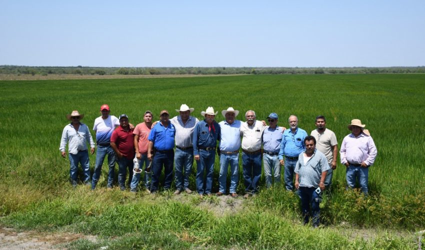 Supervisa secretario de Desarrollo Rural siembra de arroz
