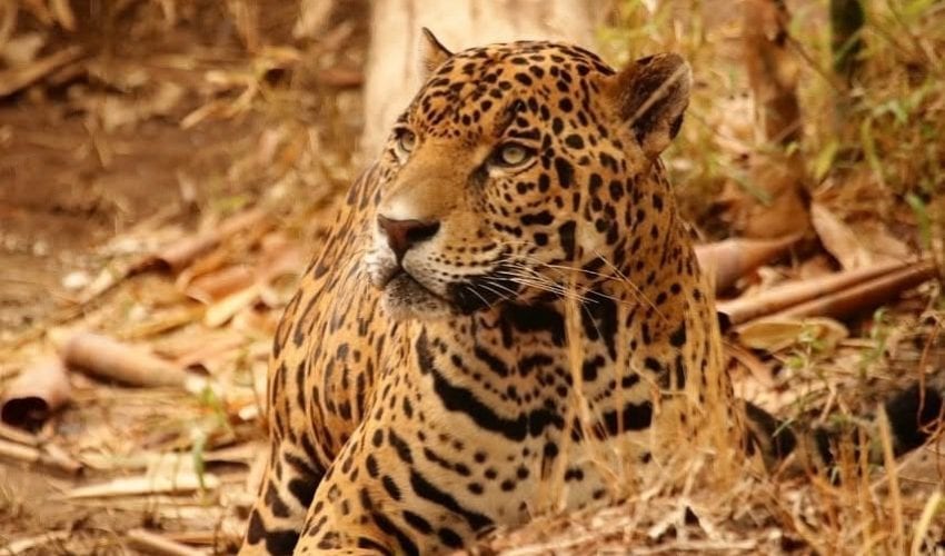 Contribuye Tamaulipas en la conservación del jaguar