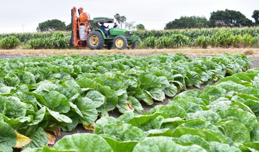 Tamaulipas, líder nacional en crecimiento de actividades primarias durante el primer trimestre de 2025