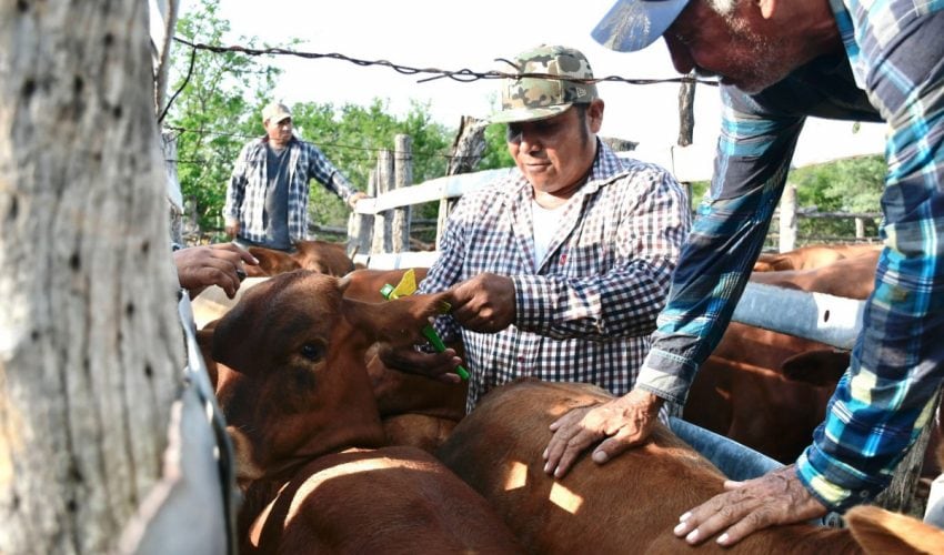 Continúa entrega de Paquetes Tecnológicos Pecuarios en Tamaulipas