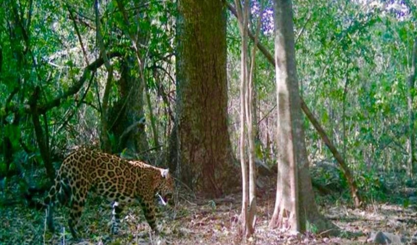 Promueve Gobierno de Tamaulipas programas de conservación de fauna