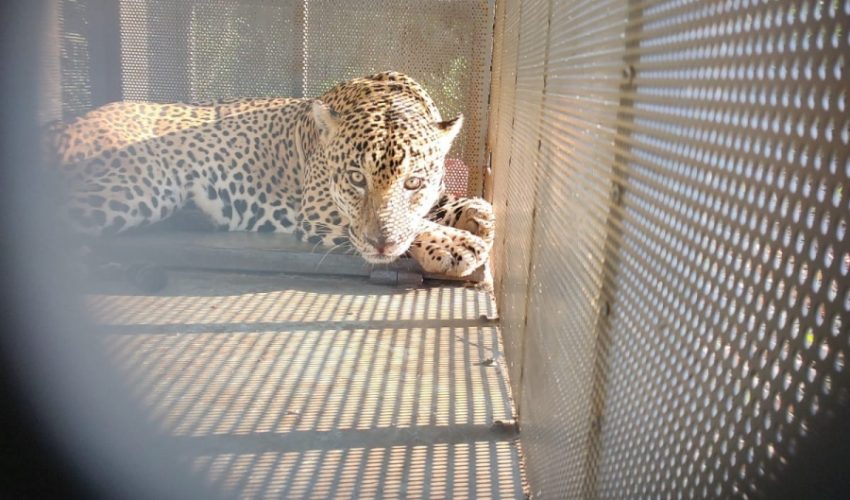 Rescata y libera Comisión de Parques ejemplar de jaguar