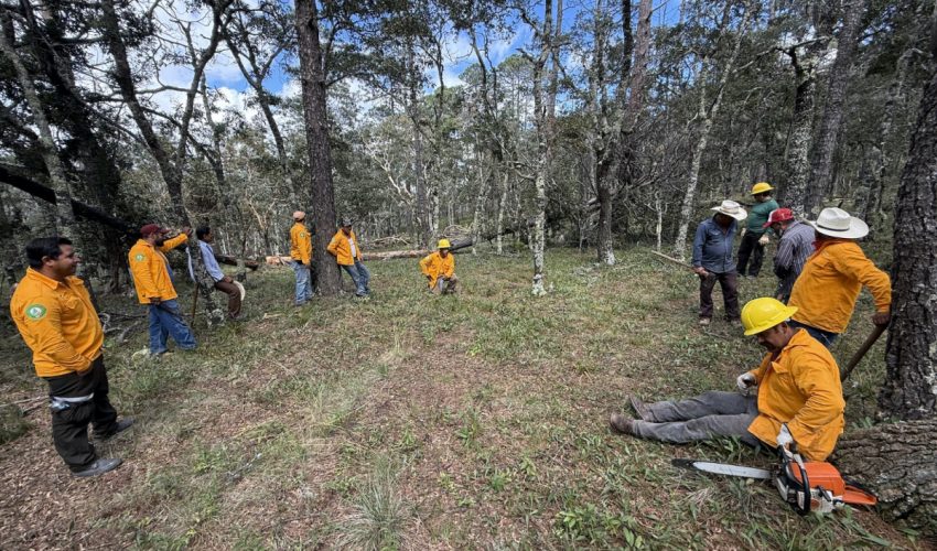 Promueve SEDUMA recuperación de ecosistemas forestales en el altiplano
